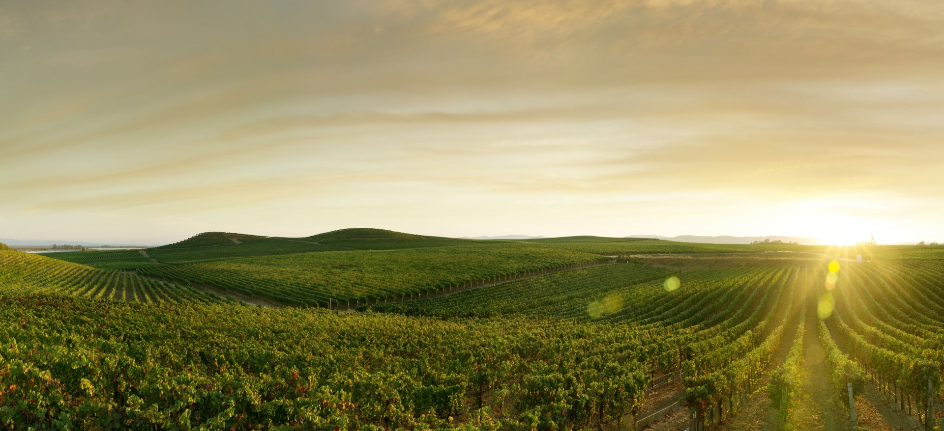 Lactalis_banner_middle