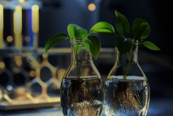 Phytowelt-TopBanner