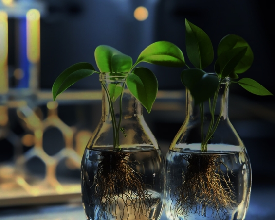 Phytowelt-TopBanner